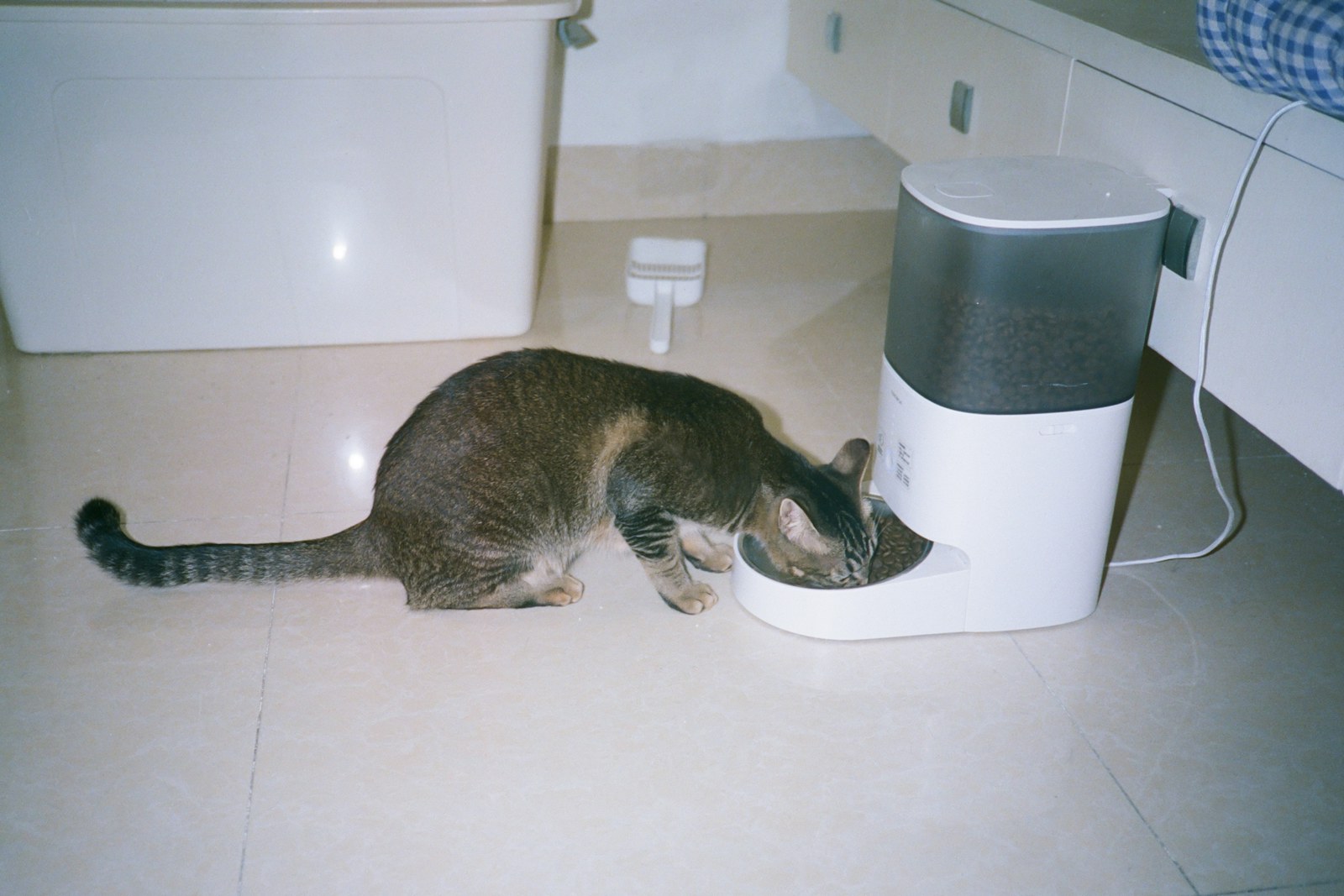 Cat using an automatic feeder in a home setting